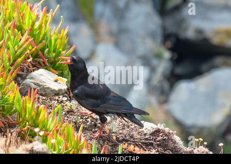 Lizard, Cornwall, UK. 15th June, 2022. Hot and sunny at the Most Southerly Point of the UK. A Cornish Chough spotted on the cliff near Polpeor Café. Missing for many years these red billed and red footed birds only retuned to the area in 2001. Stock Photo