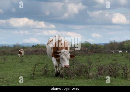 Front view of one cow in selective focus walking through small shrubs in pasture on cloudy day Stock Photo