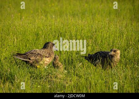 Two great skuas with one chick Stock Photo