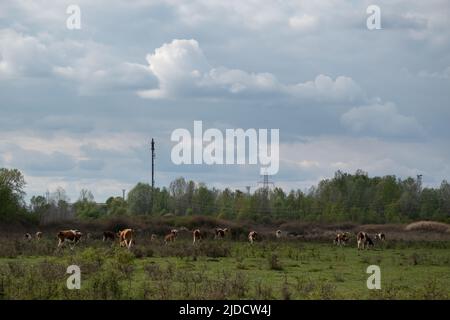 Cow herd grazing in pasture on cloudy day, domestic animal in free range, small shrubs in field and electric line Stock Photo