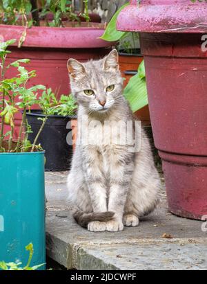 Pretty cat sitting with its tail curled round its paws by plant pots in a garden in Greece Stock Photo