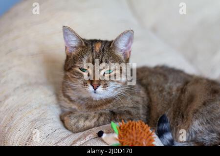 Domestic tricolor (white, gray, red) half-breed cat with green eyes lies on the sofa with a toy. Close-up. Stock Photo