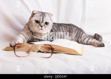Cute cat plays with glasses and open books close up Stock Photo