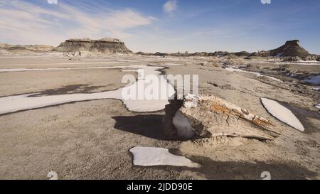 Pieces of petrified wood at Bisti De-Na-Zin Wilderness area in New Mexico in winter Stock Photo