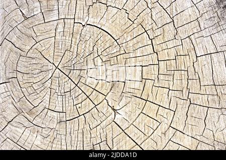 Old tree stump Stock Photo