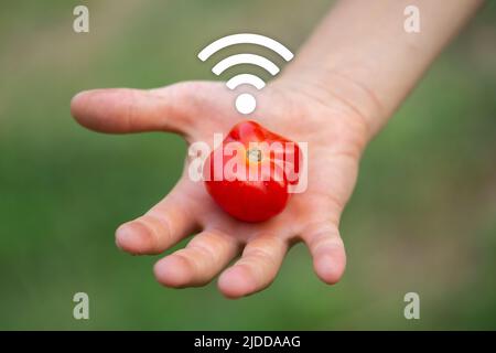 Smart agriculture and IoT. Concept about agriculture of the future. Agriculture and the Internet of things, IoT. Stock Photo