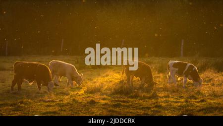 Cows on a field submerged in moody sunset light Stock Photo