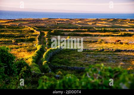 Inishmore stone walls divide pastures and create a labyrinth of paths overlooking Galway Bay and mainland Ireland. Stock Photo