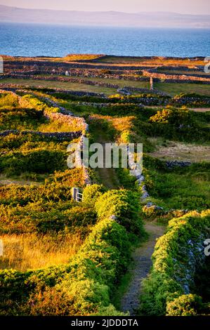 Inishmore stone walls divide pastures and create a labyrinth of paths overlooking Galway Bay and mainland Ireland. Stock Photo