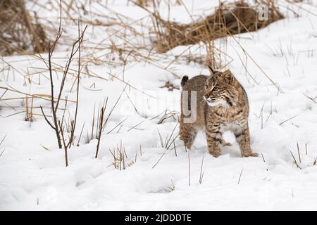 Bobcat (Lynx rufus) Walking in Snow Turns Left Winter - captive animal Stock Photo