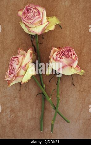 Close up from above of three pale pink and white dried roses lying with stems intertwined on rough board Stock Photo