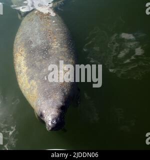 Young manatee calf, baby manatee in the waters of the Florida Keys Stock Photo