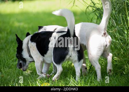 The rears of two Jack Russell's with their tails up in the air, comical view, in unison investigating the grass Stock Photo