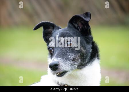 A portrait of a aging white Jack Russell with a black head with grey running through its face marking the years passing by staring to the side Stock Photo