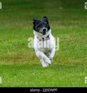 A white smooth coated Jack Russell with a black head and aging grey running through its black head running towards the camera Stock Photo