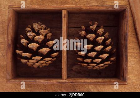 Close up from above of two pine cones of Scots pine or Pinus sylvestris tree each lying in compartment of wooden box Stock Photo