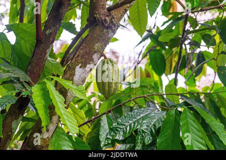 Green or unripe fine aroma cacao pod fruit (Theobroma cacao) on cacao tree, Amazon rainforest, Ecuador. Stock Photo
