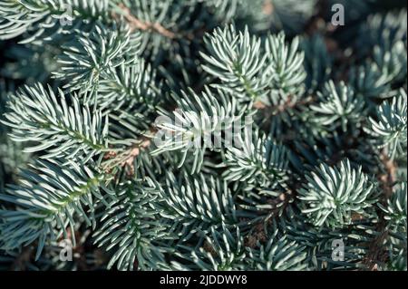 Fir tree brunch close up. Shallow focus. Fluffy fir tree brunch close up. Christmas wallpaper concept. Christmas frame on the background of the Christ Stock Photo