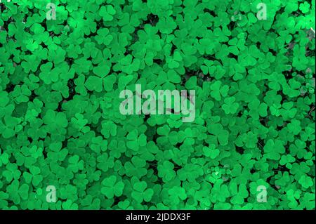 Natural green background. Plant and herb texture. Leafs green young fresh oxalis, shamrock, trefoil close-up. Green clover leaves for Saint Patrick's Stock Photo