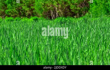 Green grass background or texture. Lawn with fresh grass, Banner with long green grass. Long and bright green grass texture Stock Photo