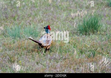 Colorful Ring-necked Pheasant, Phasianus colchicus, walking away in a field. Bird in wild.