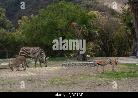 Zebra Hartmann: scientific name Equus zebra, impala antelope with scientific name: Aepyceros melampos, Barbary Sheep: scientific name Ammotragus lervi Stock Photo
