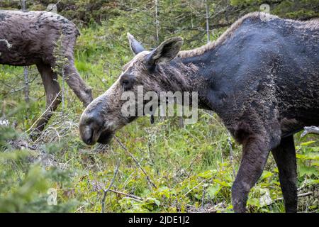 A female moose walks across the landscape at Isle Royale National Park in Michigan Stock Photo