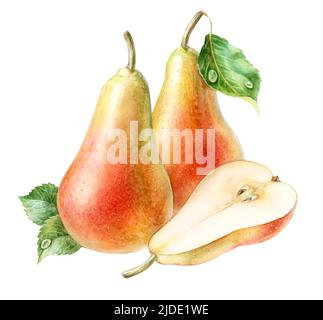 Pears with green leaves, half pear, watercolor illustration Stock Photo
