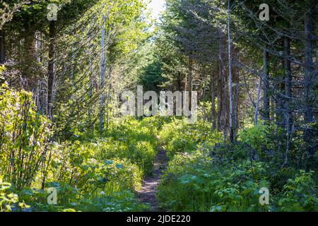 Trees line the hiking trail at Isle Royale National Park in Michigan Stock Photo