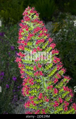 Echium wildpretii (Tenerife bugloss) is endemic to the Canary Islands and is mainly found on Mount Teide in Tenerife. Stock Photo