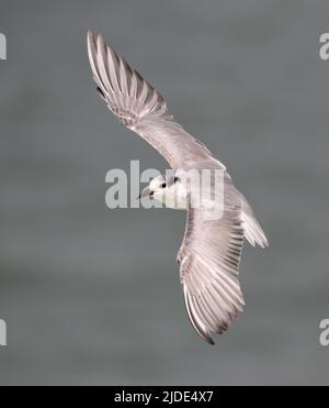 Whiskered Tern is a bird of the Old World. They breed in scattered locations in Europe, Asia, Africa, and Australia. Stock Photo