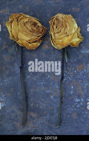 Shredded Roses Two roses with scattered rose petals, on white background with copy ...