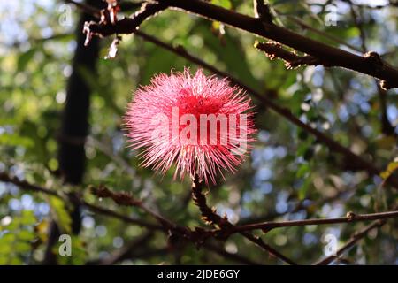 Granite Bottlebrush or Crimson Honey Myrtle (melaleuca elliptica), Botanical Gardens, Puerto de La Cruz, Tenerife, Canary Islands Stock Photo