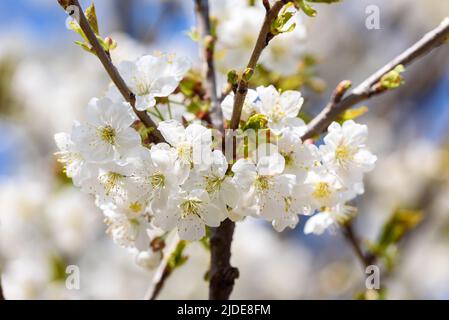 View of white blossoms on the branch of a cherry tree in early spring. Stock Photo