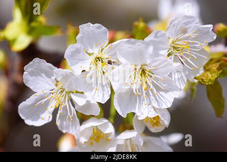 View of white blossoms on the branch of a cherry tree in early spring. Stock Photo