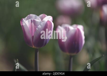 Side view of two Librije Tulips with white and violet petals in a field of flower crops against a blurred background Stock Photo