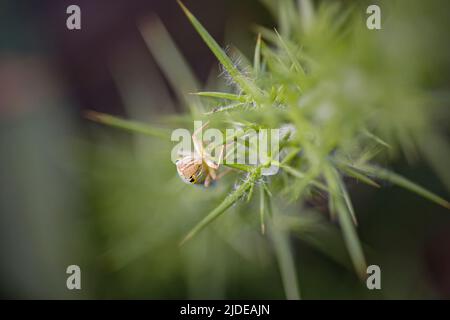 Macro of a colorful small cicada from a northern portuguese meadow Stock Photo