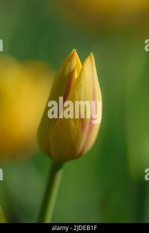 Single yellow tulip isolated on blurred background. Stock Photo