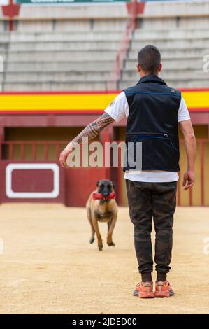 Brown Belgian Malinois running towards its trainer with a reward toy in its mouth Stock Photo