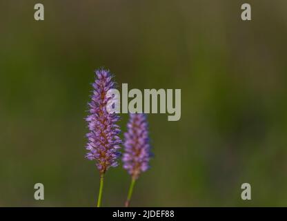 Pink long bloom with green background in summer hot sunny color day Stock Photo