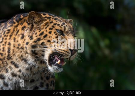 Amur leopard (Panthera pardus orientalis) close-up portrait showing canines / fangs, native to southeastern Russia and northern China Stock Photo