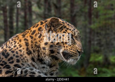 Amur leopard (Panthera pardus orientalis) close-up portrait in forest, native to southeastern Russia and northern China Stock Photo
