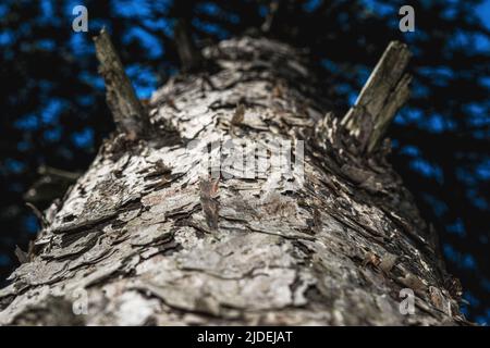 Abstract Tree Close Up With Dark Blue Background Stock Photo
