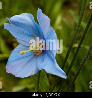 Himalayan Blue Poppy Meconopsis ‘Lingholm’ at the Royal Botanical Gardens, Edinburgh Stock Photo