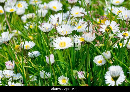 Daisies (bellis perennis), close up of the common white flower growing through long uncut grass at the edge of a park. Stock Photo