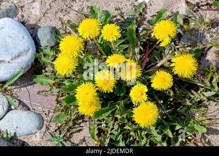 Dandelions (taraxacum officinalis), close up of a cluster of the common bright yellow wild flower growing amongst the pebbles above the high tide line Stock Photo
