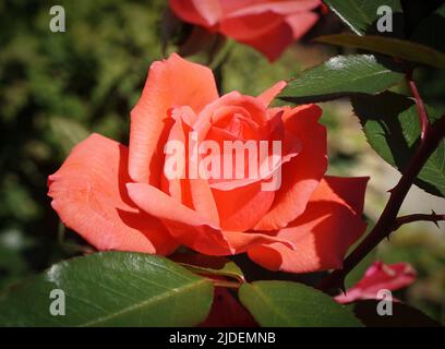 Peach Rose (Rosa Alexander) hybrid tea rose Stock Photo