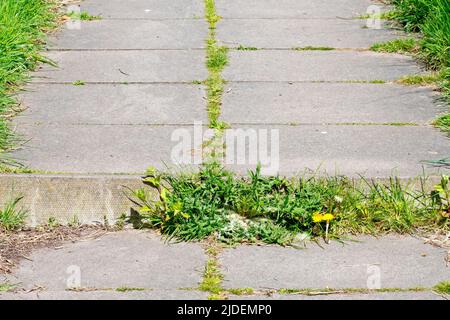 A footpath of concrete paving slabs showing signs of a lack of maintenance, with Mother Nature re-establishing herself between the cracks. Stock Photo
