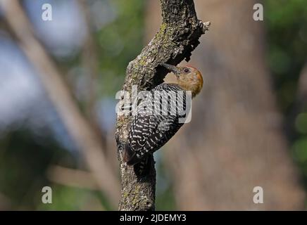 Hoffmann's Woodpecker (Melanerpes hoffmannii) adult male clinging to dead branch San Jose, Costa Rica           March Stock Photo