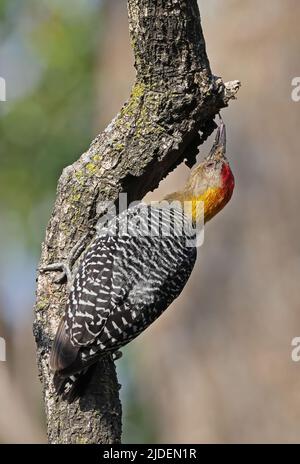 Hoffmann's Woodpecker (Melanerpes hoffmannii) adult male clinging to dead branch, feeding with tongue out San Jose, Costa Rica           March Stock Photo